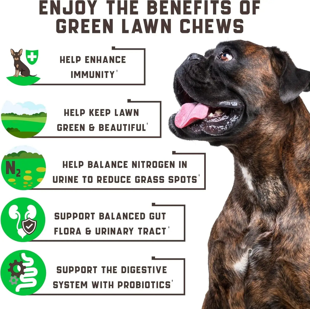 KINPUR - Kinpur Pet Care Green Lawn Chews for Dogs 180 Masticables - The Red Vitamin MX - Salud De Tracto Urinario Para Perros - {{ shop.shopifyCountryName }}