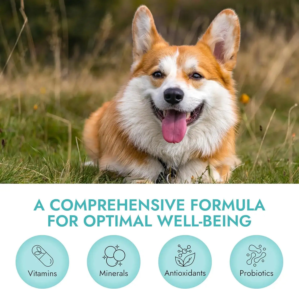 PET VET - Pet Vet Multi Soft Chews for Dogs 60 Masticables - The Red Vitamin MX - Multivitamínicos Para Perros - {{ shop.shopifyCountryName }}