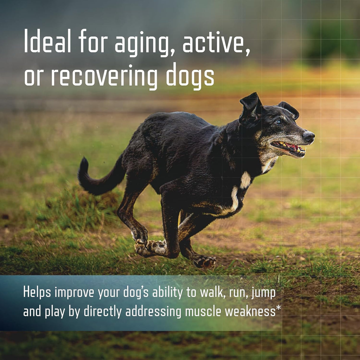 Virbac URSOLYX Soft Chews for Dogs Muscle Health Support 60 Masticables