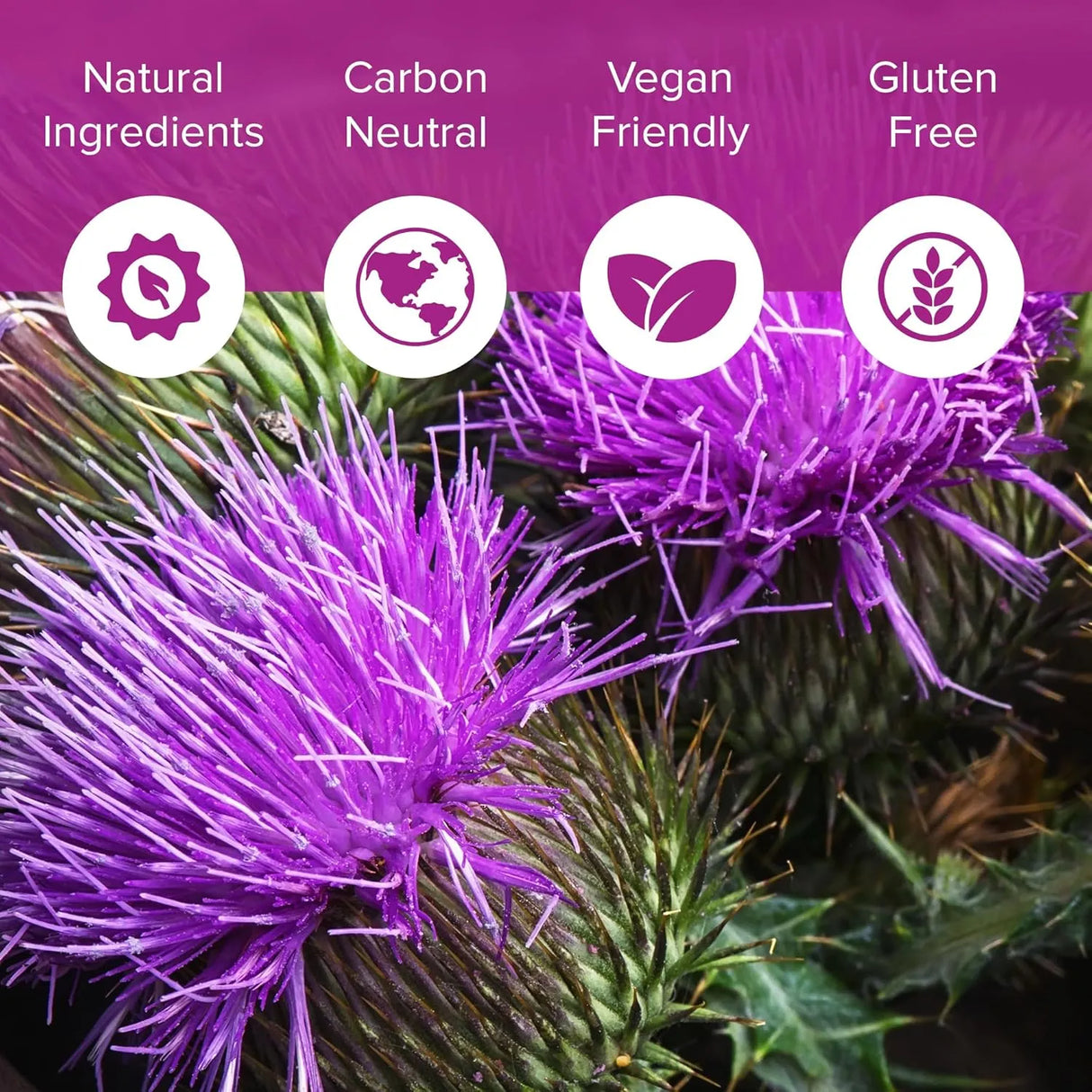 NATURAL FOUNDATION - Natural Foundation Supplements Milk Thistle 7000Mg. 240 Tabletas - The Red Vitamin MX - Suplementos Alimenticios - {{ shop.shopifyCountryName }}