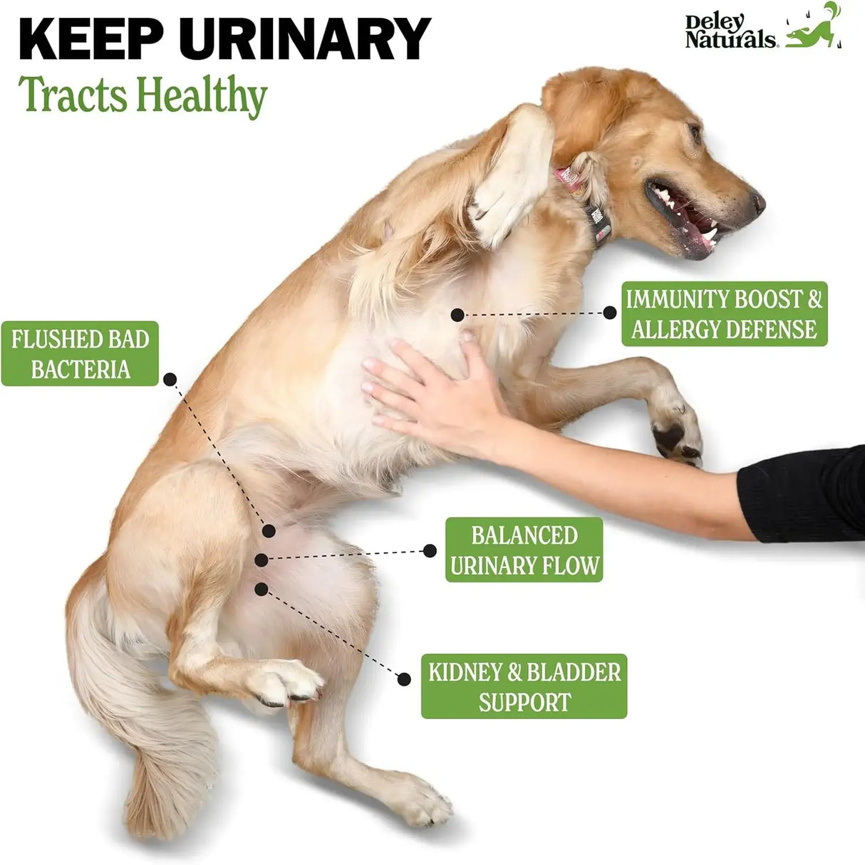 DELEY NATURALS - Deley Naturals Dog UTI Prevention 120 Masticables - The Red Vitamin MX - Salud De Tracto Urinario Para Perros - {{ shop.shopifyCountryName }}