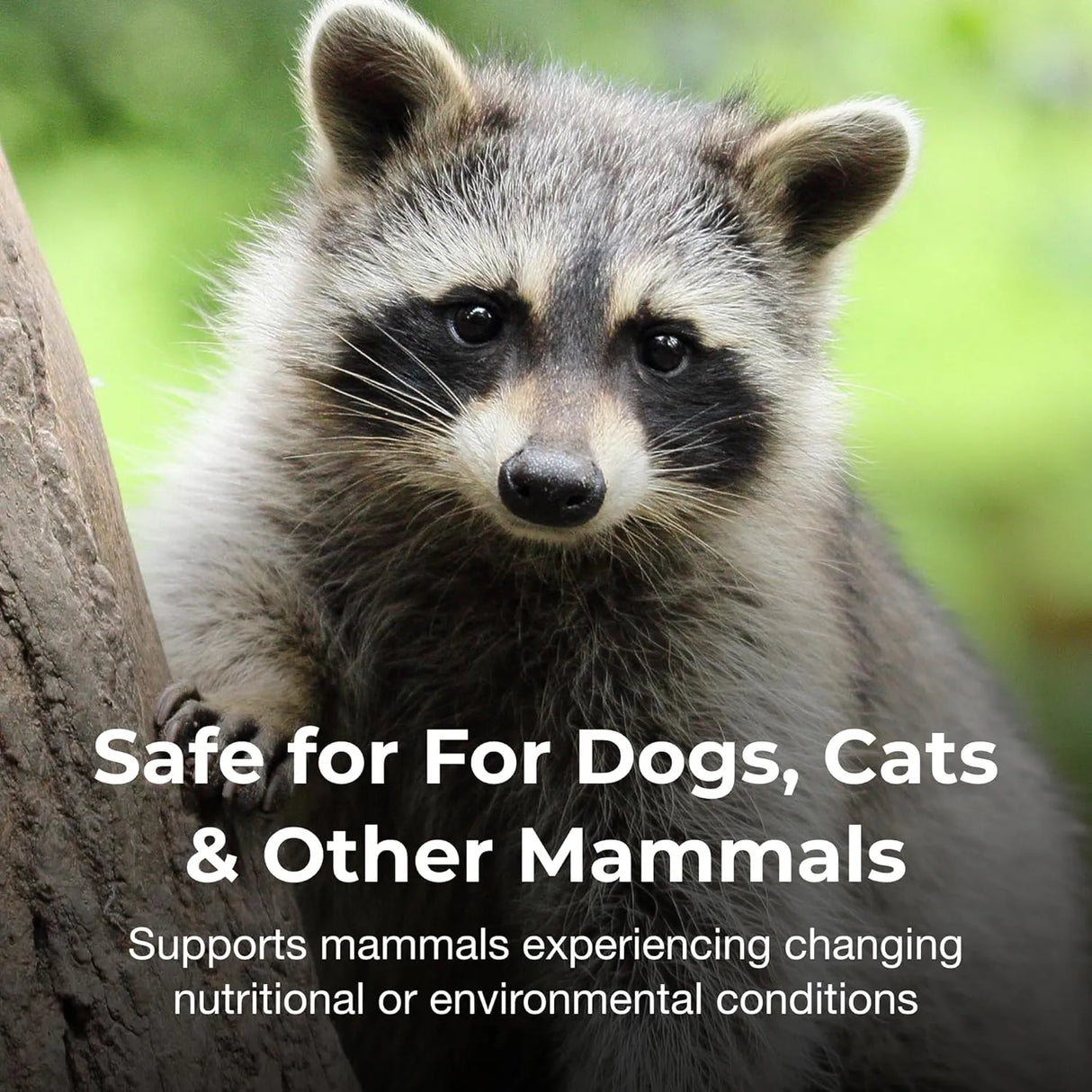 PETAG - PetAg Bene-Bac Plus FOS & Probiotics 127Gr. - The Red Vitamin MX - Probióticos Para Perros - {{ shop.shopifyCountryName }}