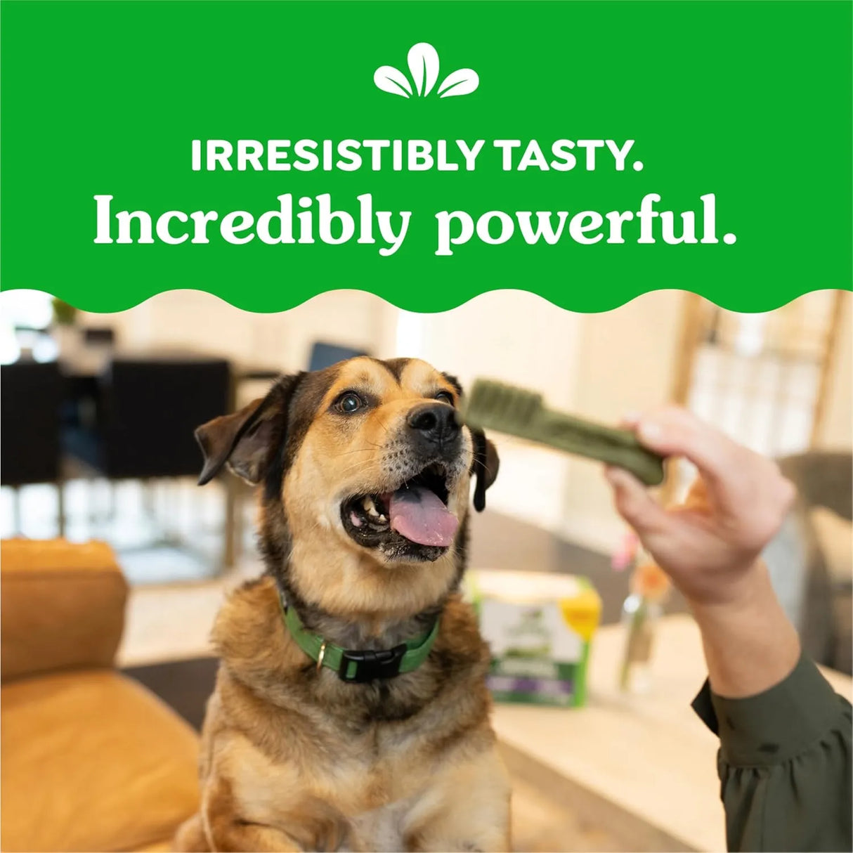 GREENIES - Greenies Weight Management Large Natural Dog Dental Care Chews 17 Piezas - The Red Vitamin MX - Cuidado Dental Para Perros - {{ shop.shopifyCountryName }}