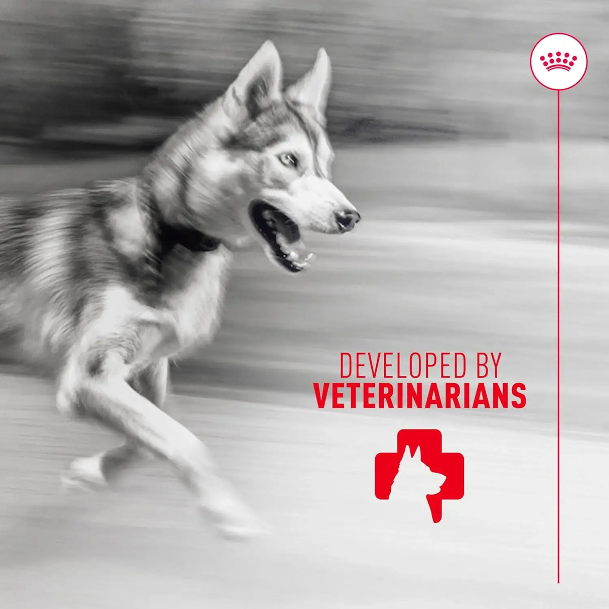 ROYAL CANIN - Royal Canin Joint Supplement Soft Chews for Adult Dogs 60 Masticables - The Red Vitamin MX - Cuidado De Cadera Y Articulaciones Para Perros - {{ shop.shopifyCountryName }}