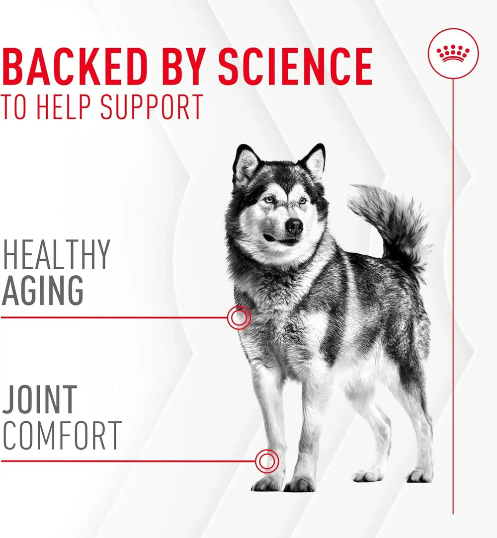 ROYAL CANIN - Royal Canin Joint Supplement Soft Chews for Adult Dogs 60 Masticables - The Red Vitamin MX - Cuidado De Cadera Y Articulaciones Para Perros - {{ shop.shopifyCountryName }}