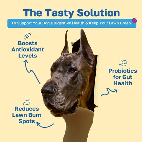 HAPPY PAWS - Happy Paws Lawn Saver Dog Chews 100 Masticables 2 Pack - The Red Vitamin MX - Salud De Tracto Urinario Para Perros - {{ shop.shopifyCountryName }}