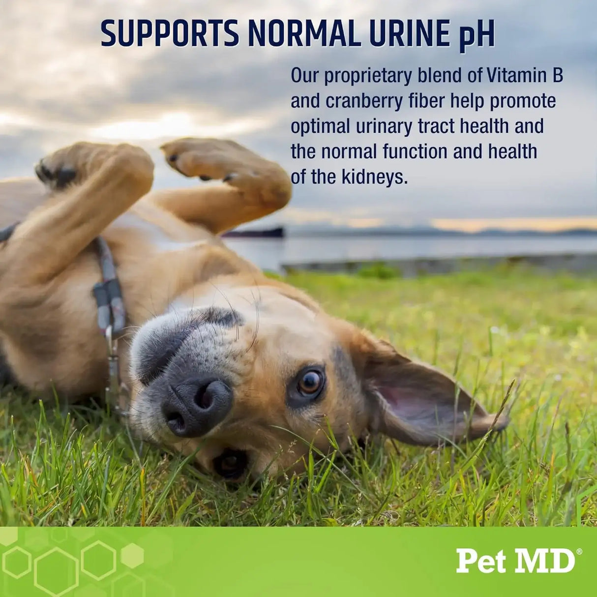 PET MD - Pet MD Lawn Aid Chews No More Yellow Spots 120 Masticables - The Red Vitamin MX - Salud De Tracto Urinario Para Perros - {{ shop.shopifyCountryName }}