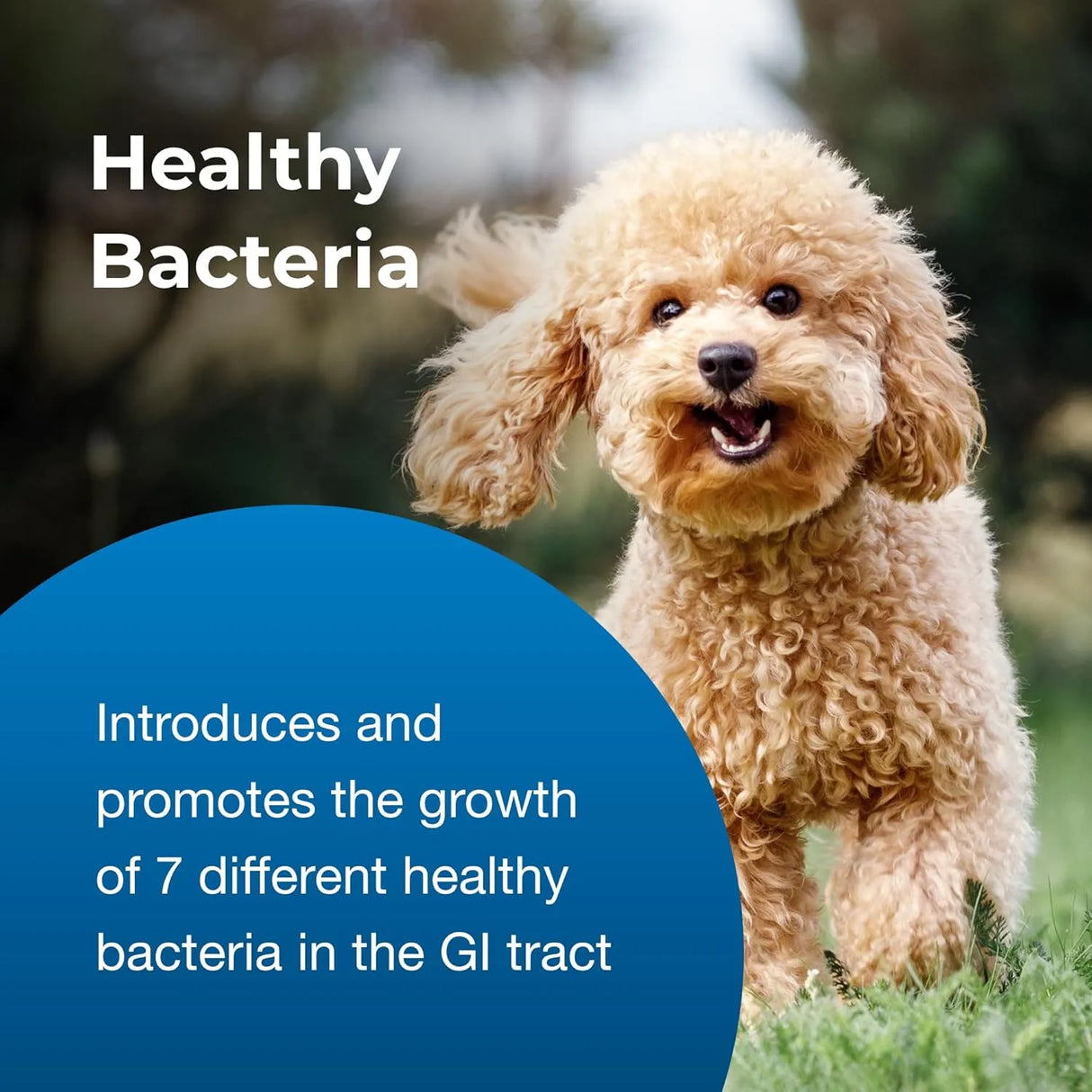 PETAG - PetAg Bene-Bac Plus FOS & Probiotics 127Gr. - The Red Vitamin MX - Probióticos Para Perros - {{ shop.shopifyCountryName }}