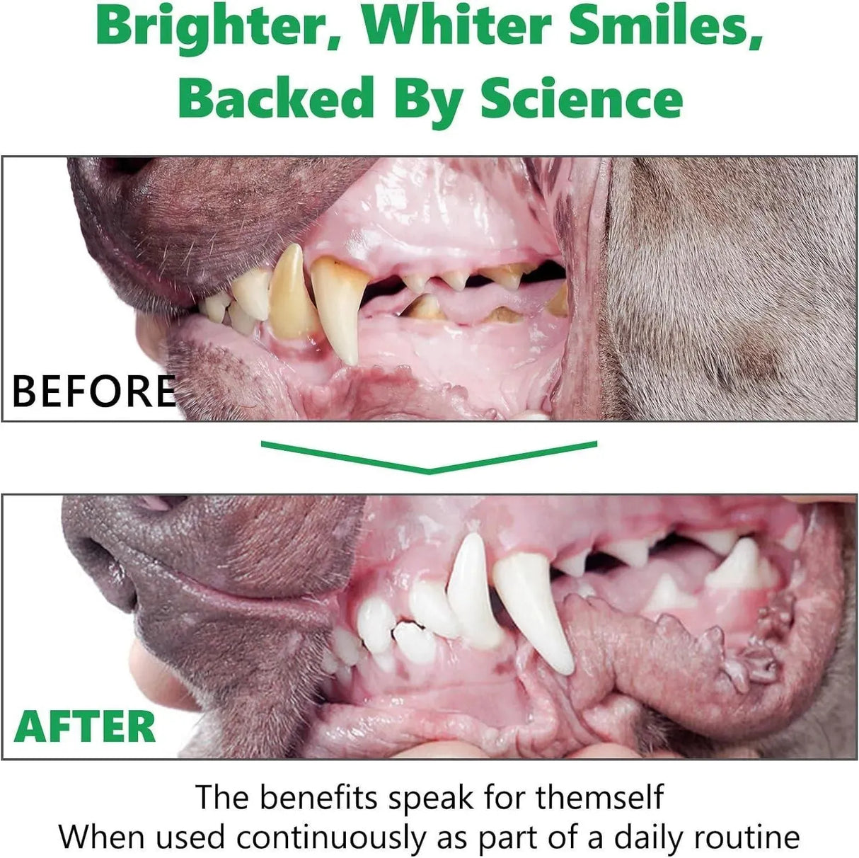 OIMMAL - OIMMAL Dog Teeth Cleaning Dental Powder 80Gr. - The Red Vitamin MX - Cuidado Dental Para Perros - {{ shop.shopifyCountryName }}
