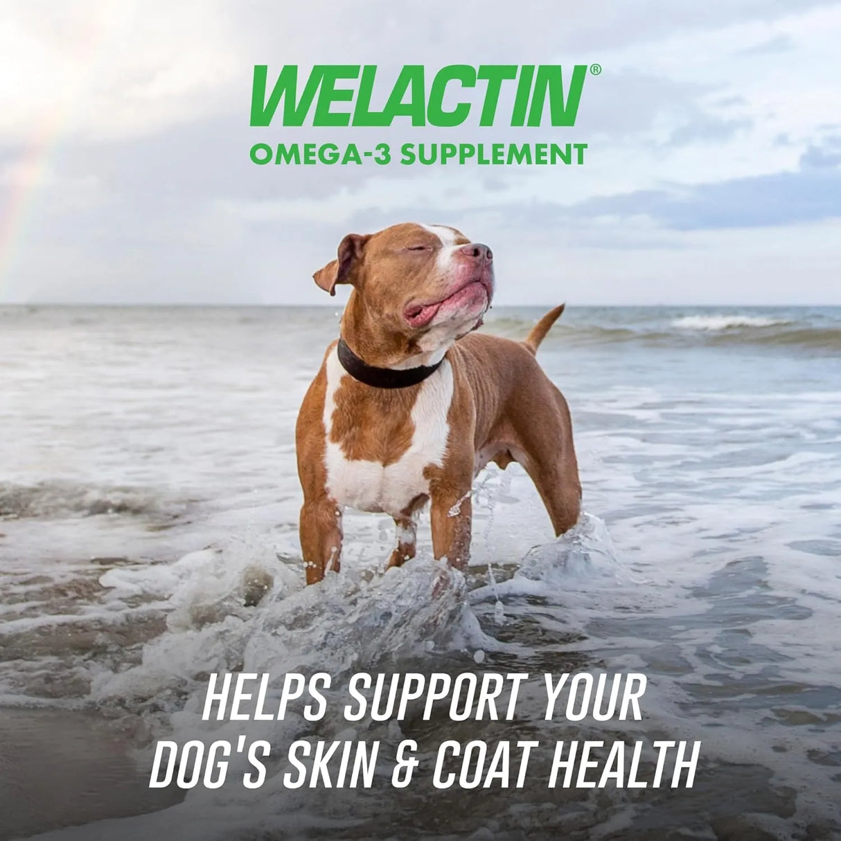 NUTRAMAX - Nutramax Welactin Daily Omega-3 Supplement For Dogs 60 Masticables - The Red Vitamin MX - Aceite De Pescado Para Perros - {{ shop.shopifyCountryName }}