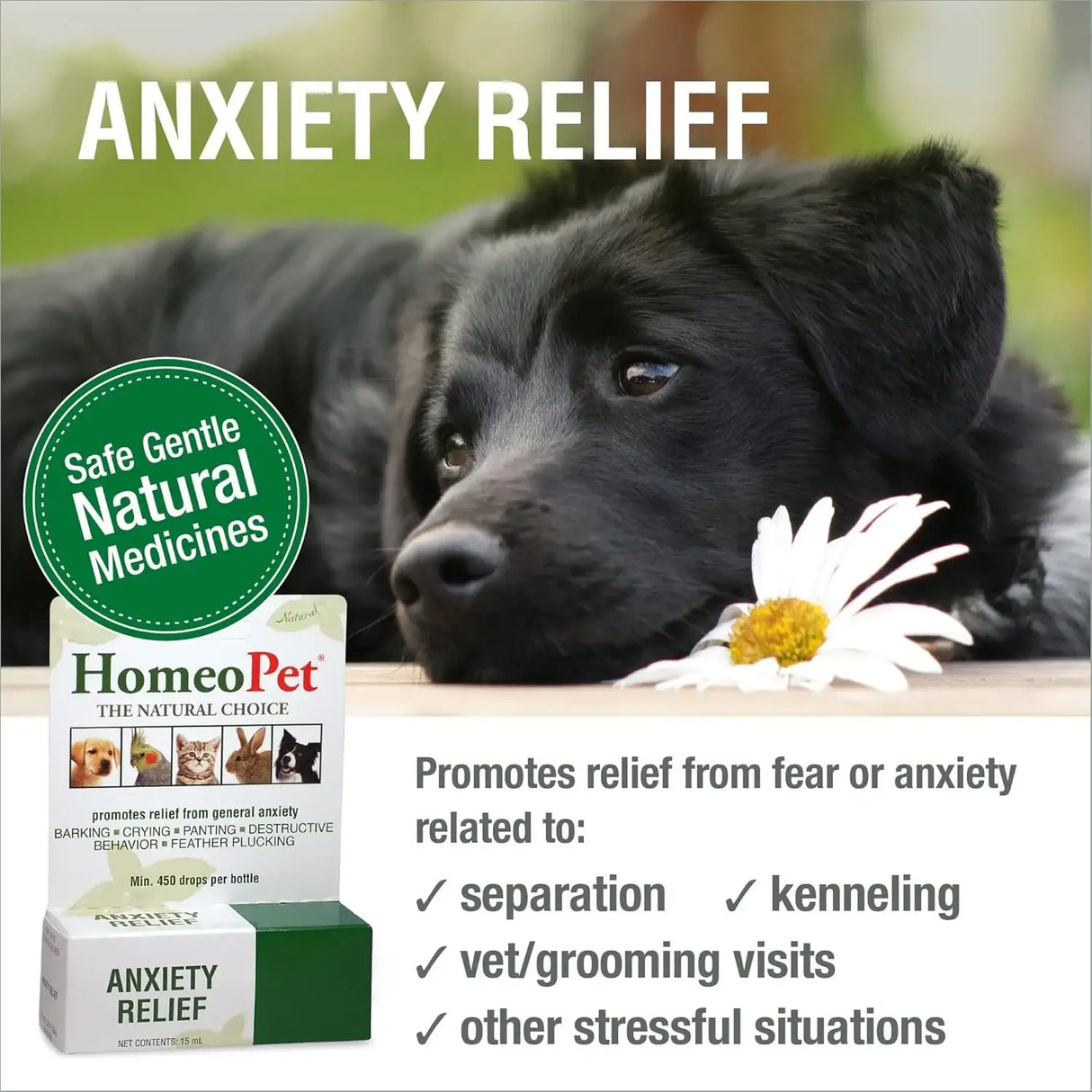HOMEOPET - HomeoPet Anxiety Relief Medicine for Pets 15Ml. - The Red Vitamin MX - Relajantes Para Perros - {{ shop.shopifyCountryName }}