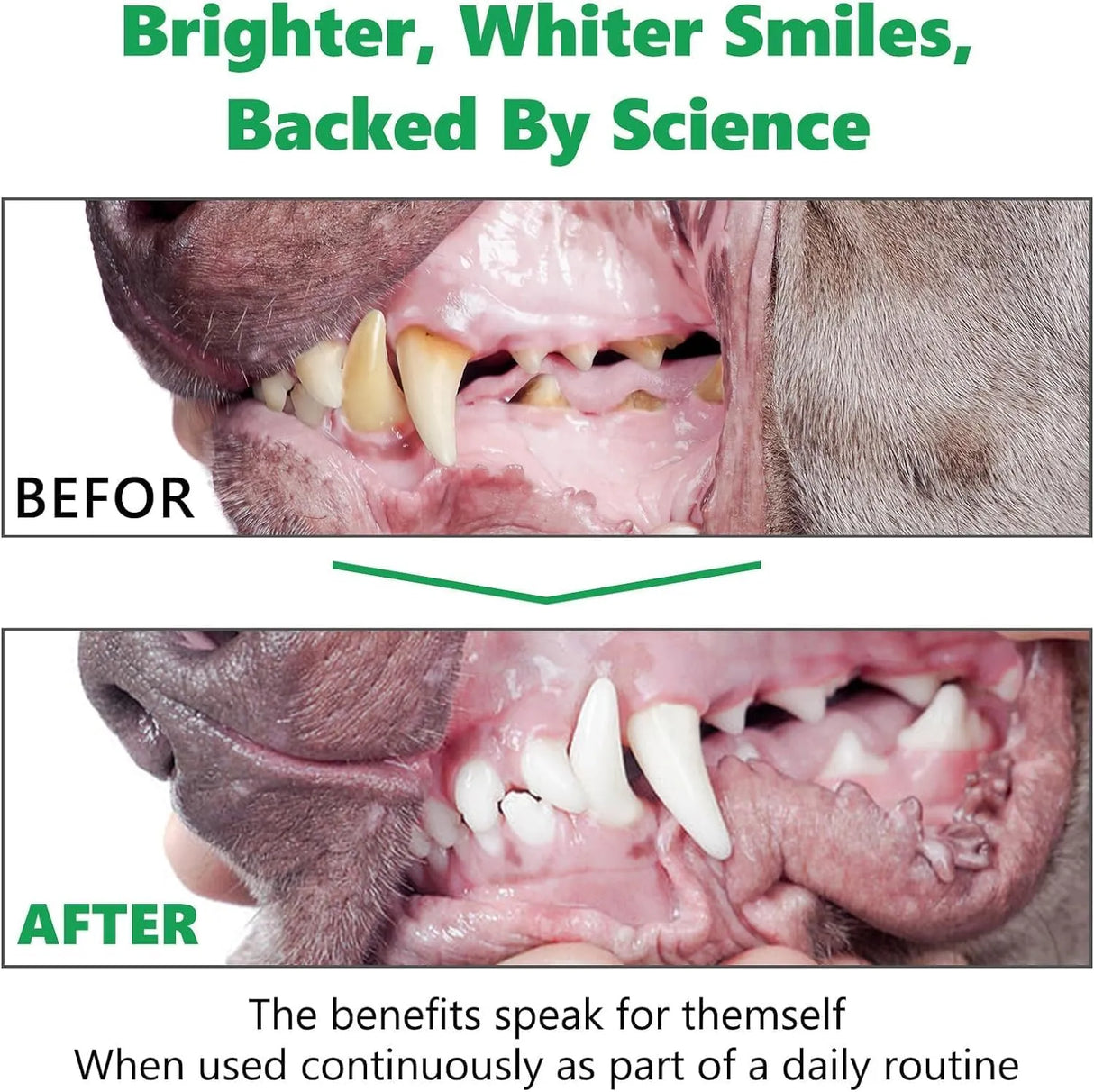 HONGYEE - HONGYEE Dog Dental Powder 300Gr. - The Red Vitamin MX - Cuidado Dental Para Perros - {{ shop.shopifyCountryName }}