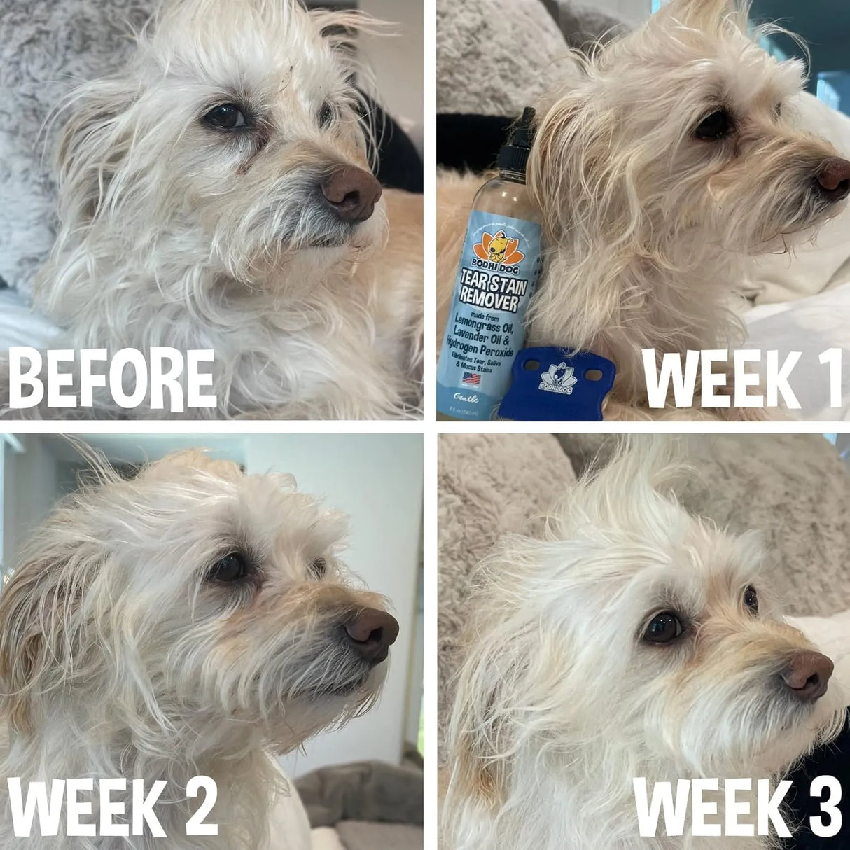 BODHI - Bodhi Dog Tear Stain Remover 8 Fl.Oz. & Tear Stain Remover Combs - The Red Vitamin MX - Cuidado De Los Ojos De Los Perros - {{ shop.shopifyCountryName }}