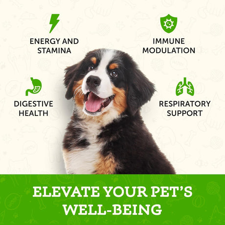 ANIMAL ESSENTIALS - Animal Essentials MUSHROOM DEFENSE Supplement for Dogs 70Gr. - The Red Vitamin MX - Suplementos Herbales Para Perros - {{ shop.shopifyCountryName }}