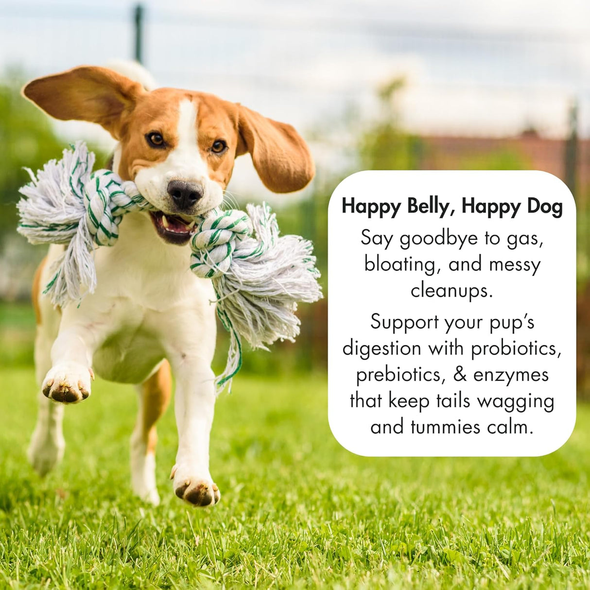 Champ’s Armor 3-in-1 Digestive Support for Dogs 60 Masticables