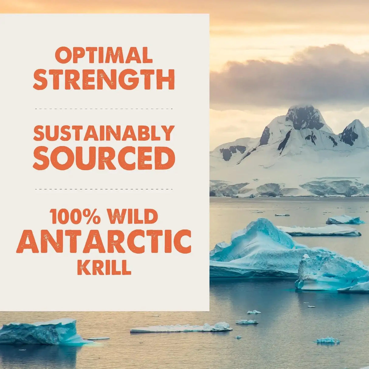 GRIZZLY PET PRODUCTS - GRIZZLY PET PRODUCTS Joint Aid for Dogs Liquid Hip and Joint Support 32 Fl.Oz. - The Red Vitamin MX - Cuidado De Cadera Y Articulaciones Para Perros - {{ shop.shopifyCountryName }}