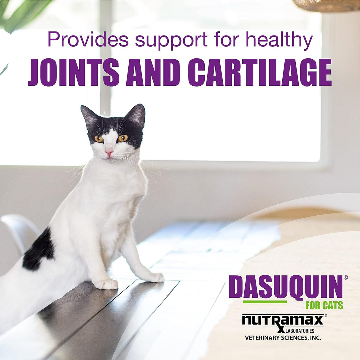 Nutramax Dasuquin Joint Health Supplement for Cats 84 Masticables