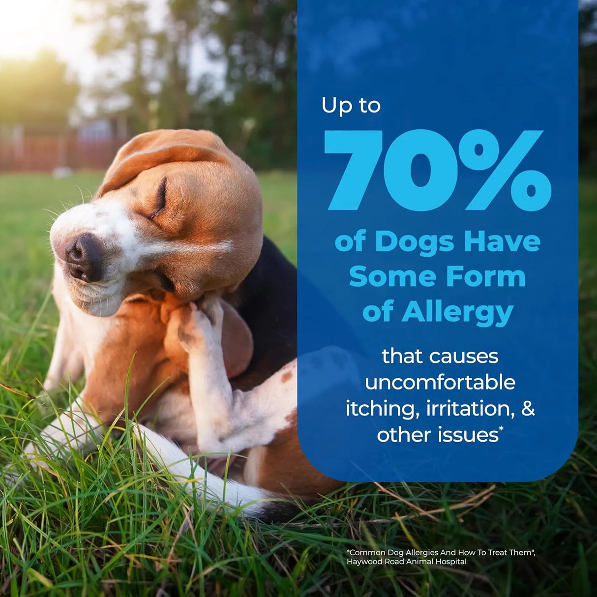 VETNIQUE - Vetnique Oticbliss Medicated Cat & Dog Ear Cleaner Drops 1.8 Fl.Oz. - The Red Vitamin MX - Cuidado Del Oído De Perros - {{ shop.shopifyCountryName }}