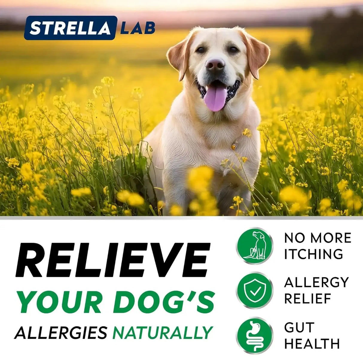 STRELLALAB - StrellaLab Dog Allergy Relief & Anti Itch Support Chews Bacon 120 Masticables 2 Pack - The Red Vitamin MX - Remedios Para La Picazón De Perros - {{ shop.shopifyCountryName }}
