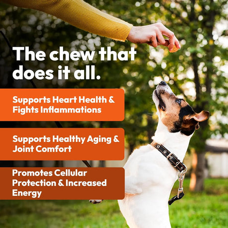 FUREVERY - Furevery Daily Dog Multivitamin Chicken Flavored 60 Masticables - The Red Vitamin MX - Multivitamínicos Para Perros - {{ shop.shopifyCountryName }}