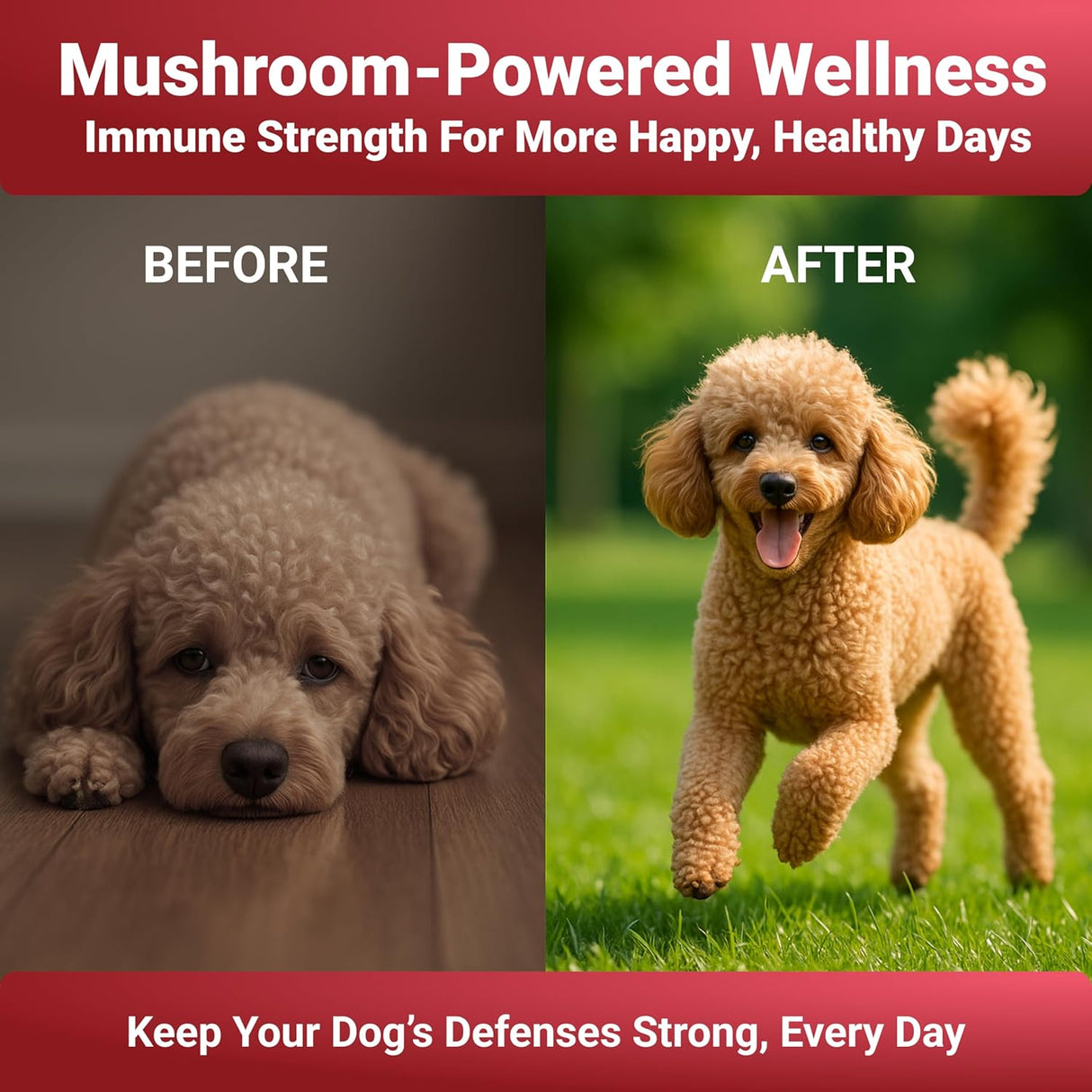 WUFFWELL - WuffWell Seven Mushrooms Powder with Vitamin C 30 Servicios 54Gr. - The Red Vitamin MX - Suplementos Herbales Para Perros - {{ shop.shopifyCountryName }}