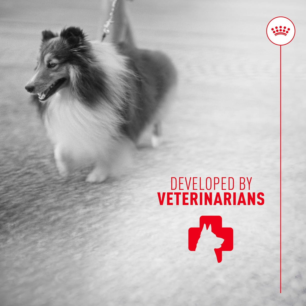 Royal Canin Skin & Coat Supplement Soft Chews for Adult Dogs 60 Masticables