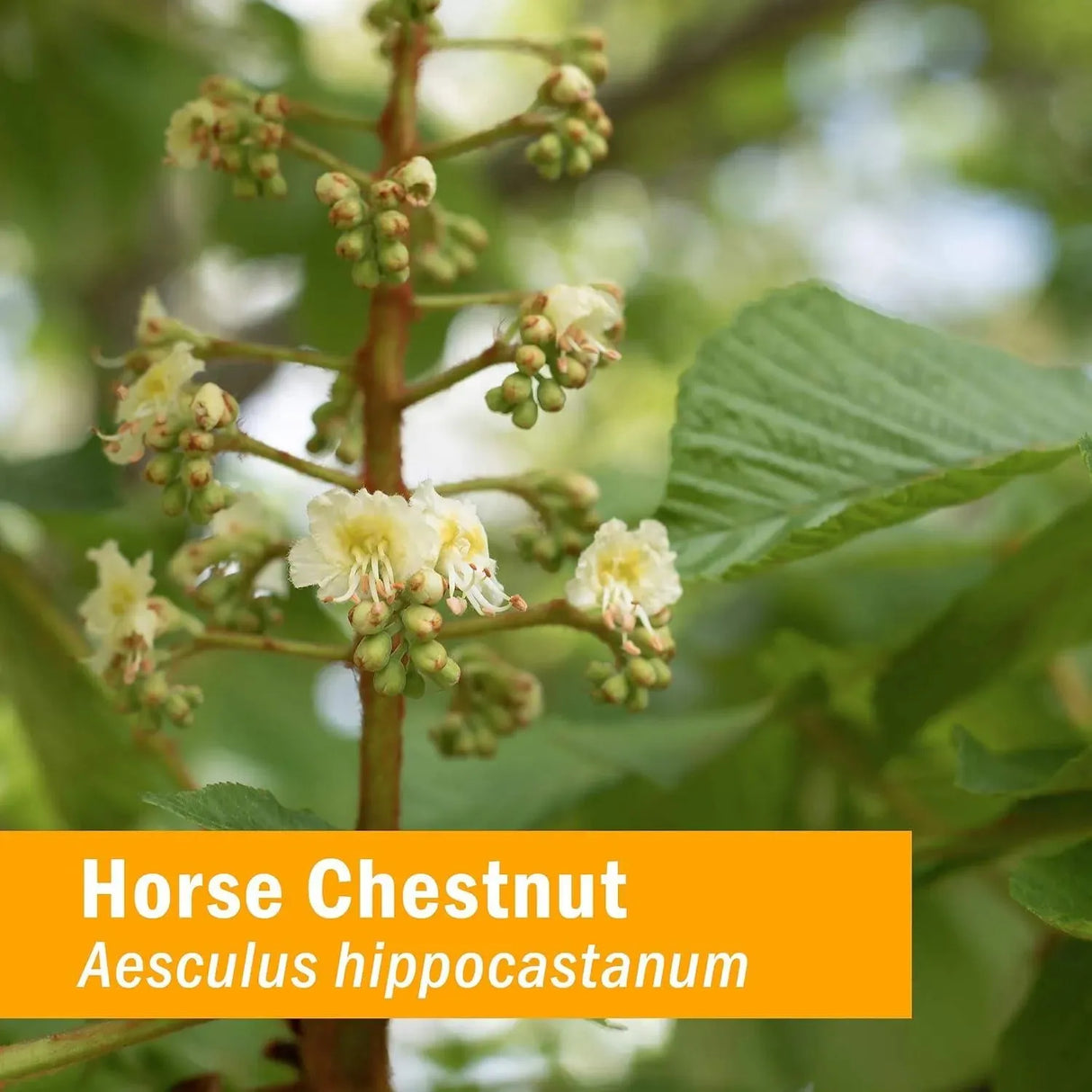 HERB PHARM - Herb Pharm Liquid Extract 4 Fl.Oz. - The Red Vitamin MX - Suplementos Alimenticios - {{ shop.shopifyCountryName }}