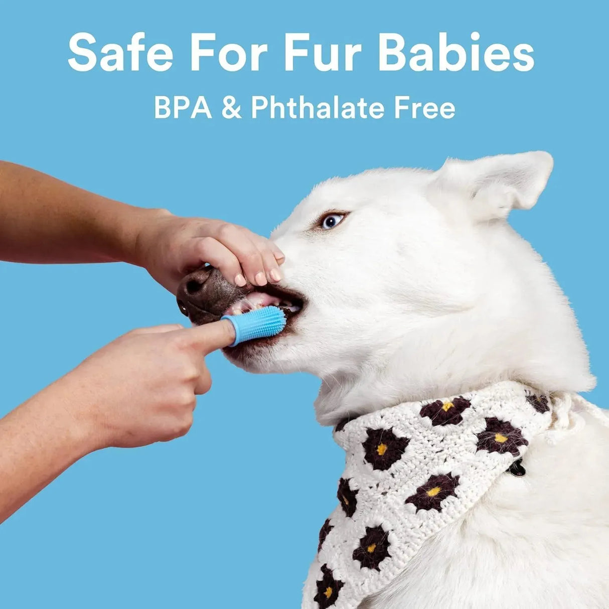 JASPER - Jasper Dog Toothbrush Blue 10 Pack - The Red Vitamin MX - Cuidado Dental Para Perros - {{ shop.shopifyCountryName }}