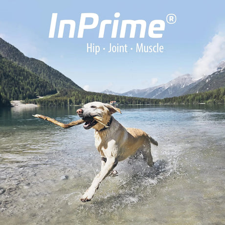 VAN BEEK - Van Beek Natural Science InPrime Canine 60 Masticables - The Red Vitamin MX - Cuidado De Cadera Y Articulaciones Para Perros - {{ shop.shopifyCountryName }}