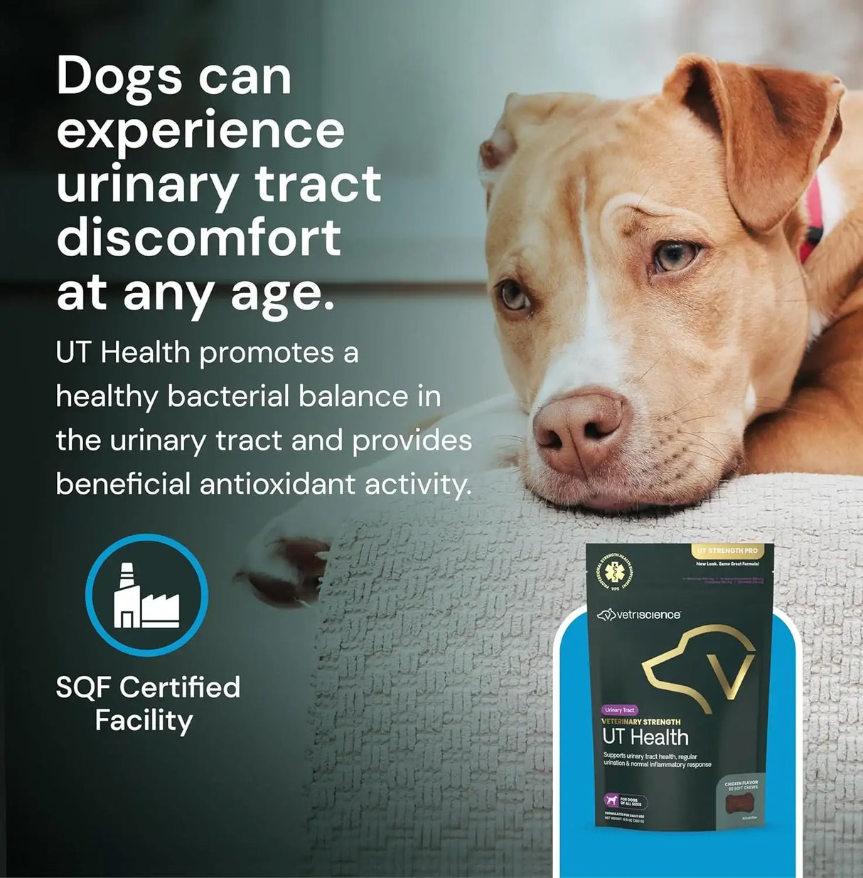 VETRISCIENCE - VETRISCIENCE Veterinary Strength UT Health Chews 60 Masticables - The Red Vitamin MX - Salud De Tracto Urinario Para Perros - {{ shop.shopifyCountryName }}