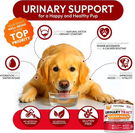 PETSOLOGY - Petsology Dog UTI Treatment Cranberry Chews 170 Masticables - The Red Vitamin MX - Salud De Tracto Urinario Para Perros - {{ shop.shopifyCountryName }}