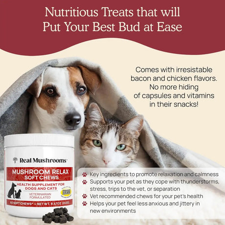 REAL MUSHROOMS - Real Mushrooms Calming Treats for Dogs & Cats 60 Masticables - The Red Vitamin MX - Suplementos Herbales Para Perros - {{ shop.shopifyCountryName }}