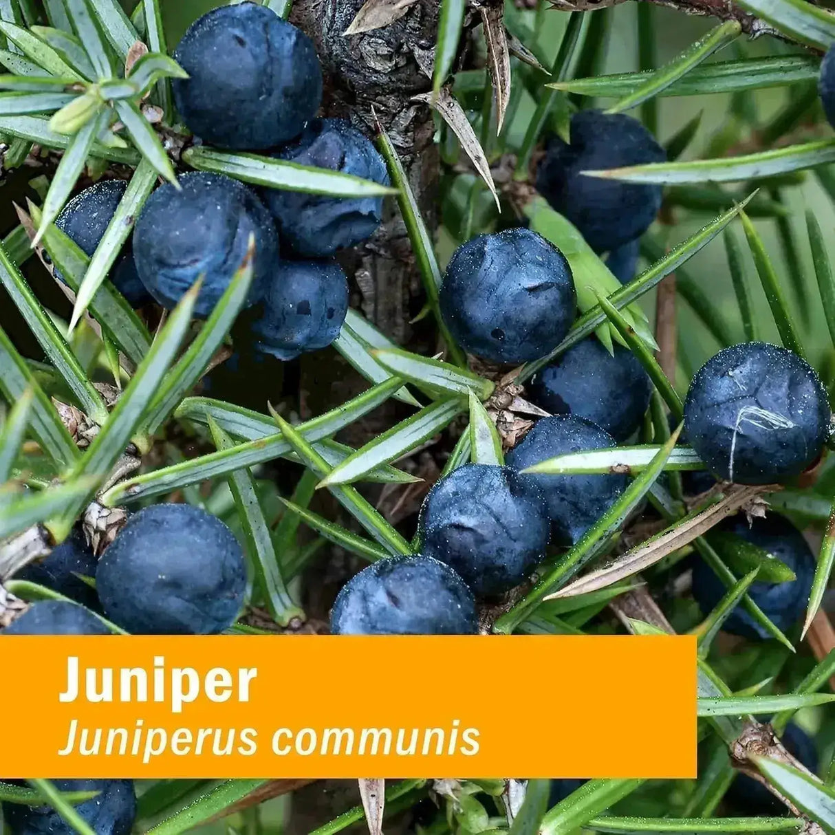 HERB PHARM - Herb Pharm Juniper Certified Organic Liquid Extract 1 Fl.Oz. 2 Pack - The Red Vitamin MX - Suplementos Alimenticios - {{ shop.shopifyCountryName }}