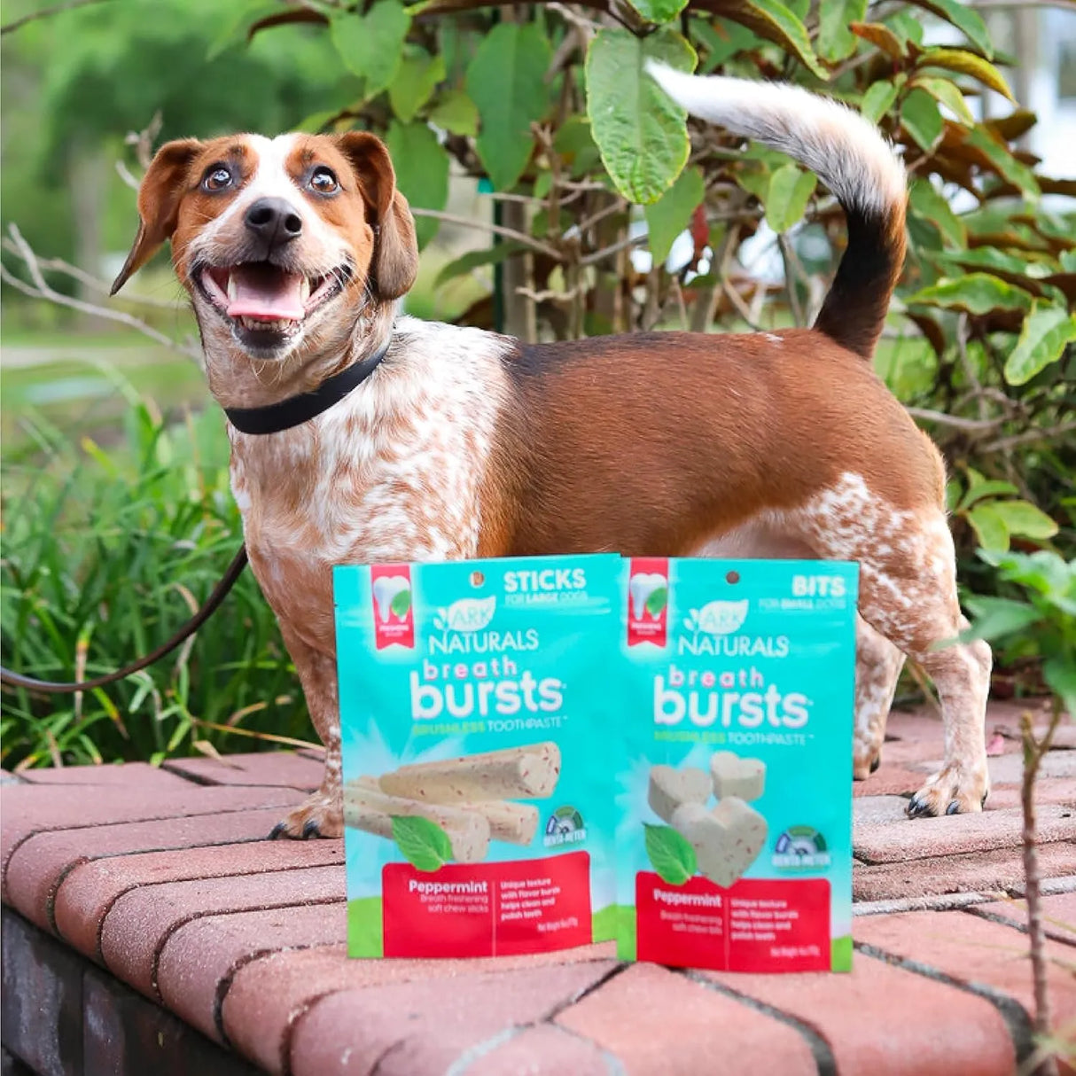 ARK NATURALS - ARK NATURALS Breath Bursts Brushless Toothpaste Dog Treats Peppermint 113Gr. - The Red Vitamin MX - Cuidado Dental Para Perros - {{ shop.shopifyCountryName }}