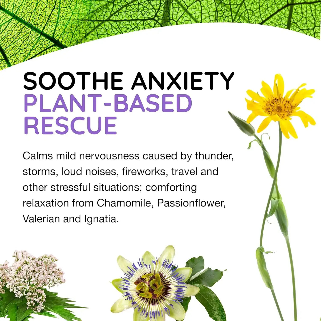 T-RELIEF - T-Relief Pet Calming for Dog & Cat Natural Comfort Remedy 90 Tabletas - The Red Vitamin MX - Relajantes Para Perros - {{ shop.shopifyCountryName }}