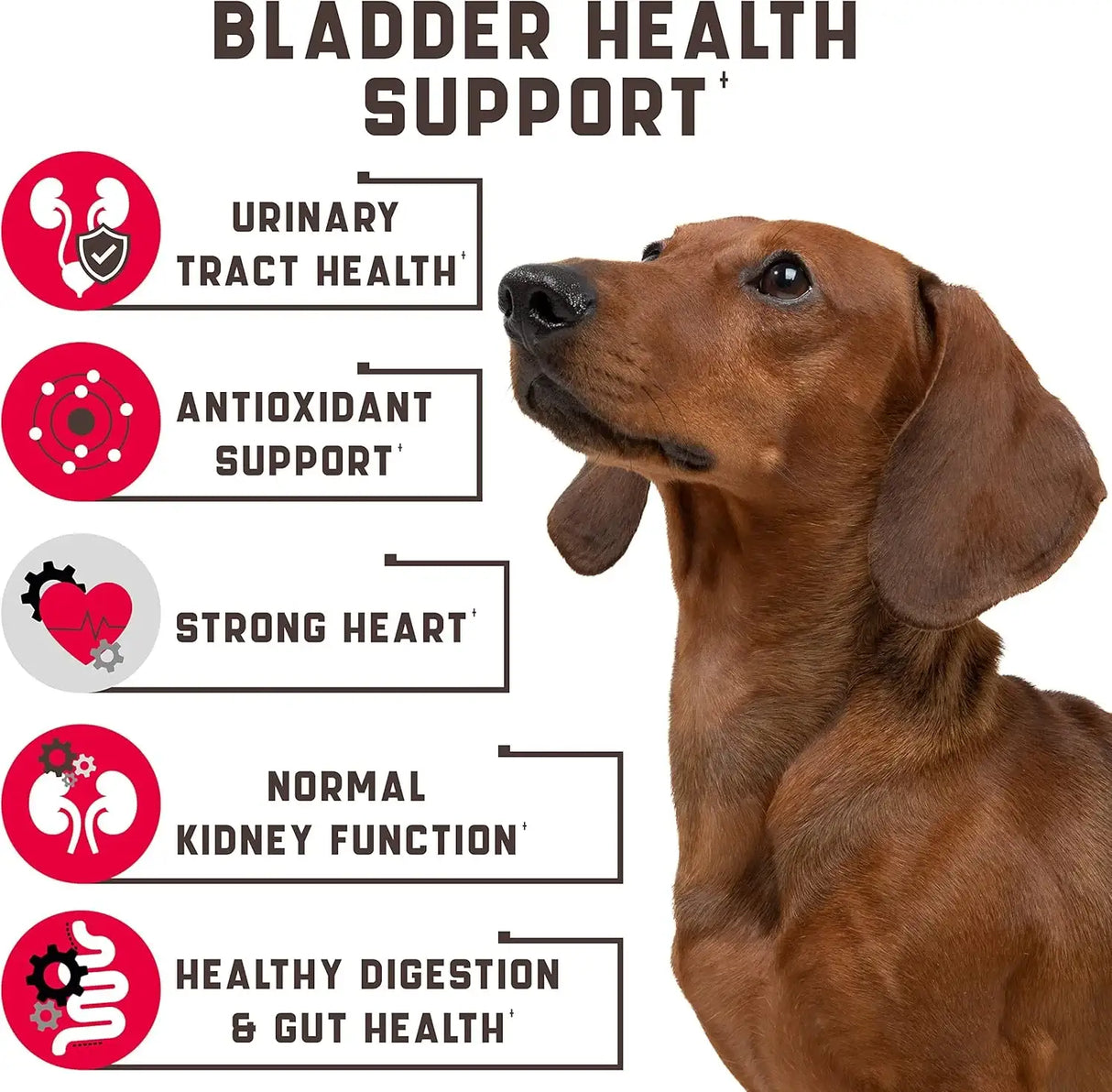 KINPUR - Kinpur Pet Care Dog UTI Treatment 180 Masticables - The Red Vitamin MX - Salud De Tracto Urinario Para Perros - {{ shop.shopifyCountryName }}