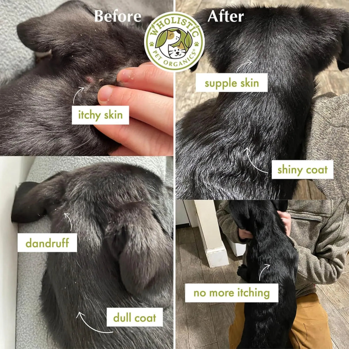 WHOLISTIC PET ORGANICS - Wholistic Pet Organics Wild Alaskan Salmon Oil for Dogs 100 Capsulas Blandas - The Red Vitamin MX - Aceite De Pescado Para Perros - {{ shop.shopifyCountryName }}