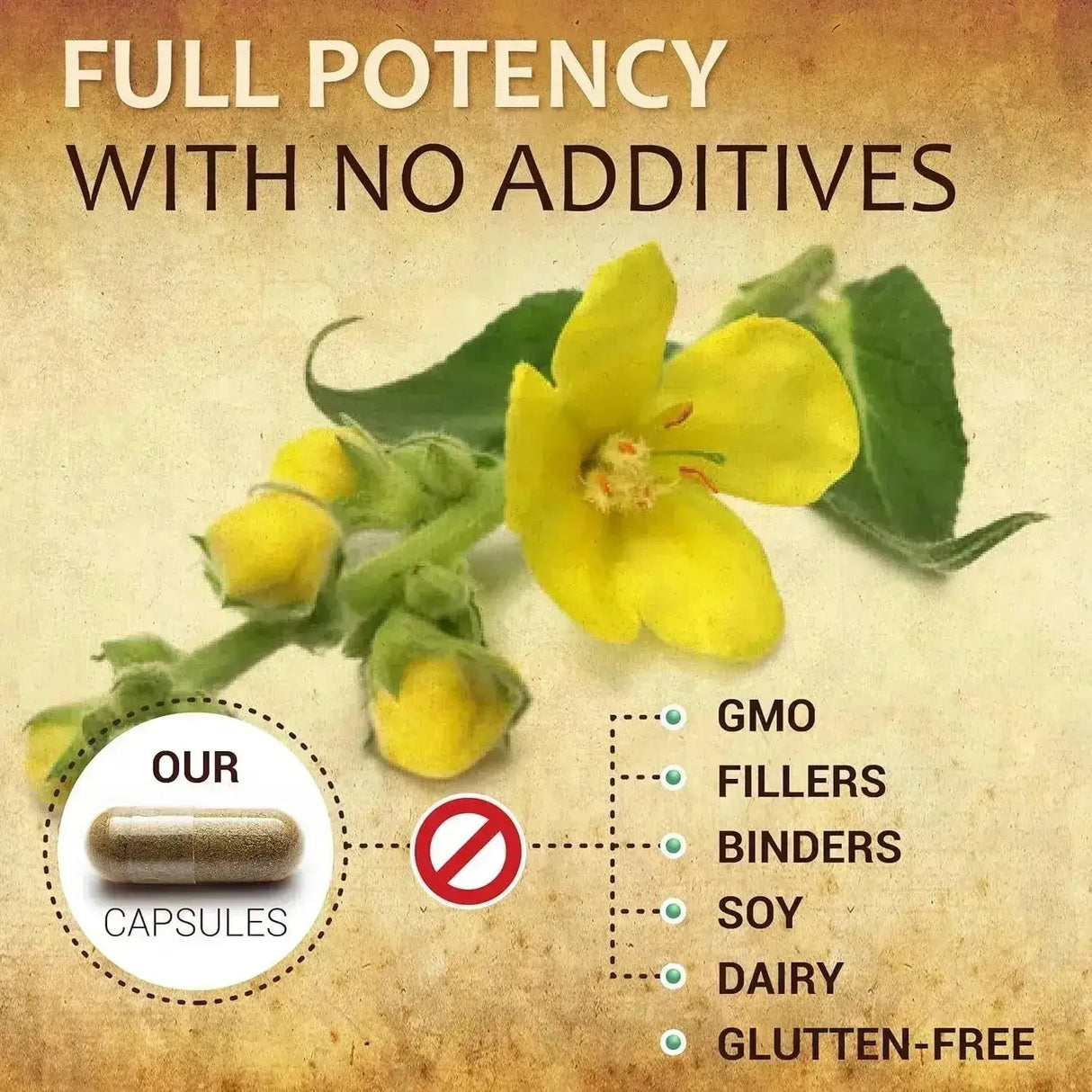 HERBALICIOUS - HERBALICIOUS Mullein Leaf Extract 100 Capsulas - The Red Vitamin MX - Suplementos Alimenticios - {{ shop.shopifyCountryName }}