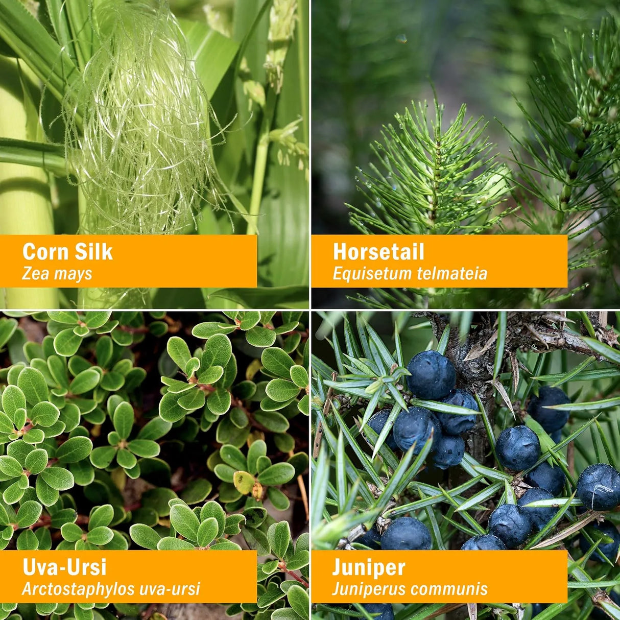 HERB PHARM - Herb Pharm Urinary System Support 1 Fl.Oz. - The Red Vitamin MX - Suplementos Alimenticios - {{ shop.shopifyCountryName }}