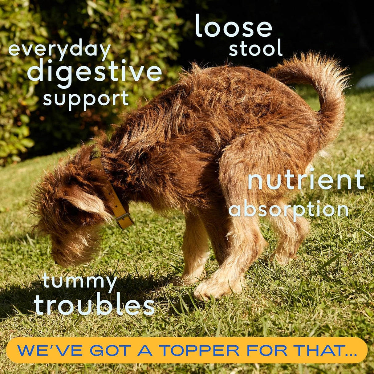 Native Pet Pumpkin for Dogs 60 Servicios 453Gr.