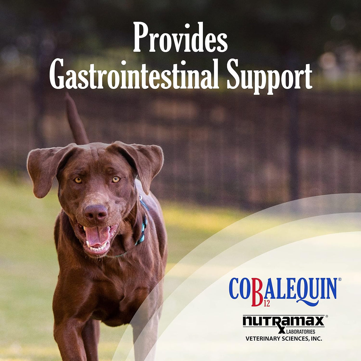 Nutramax Laboratories Cobalequin B12 Supplement for Medium to Large Dogs 45 Tabletas Masticables
