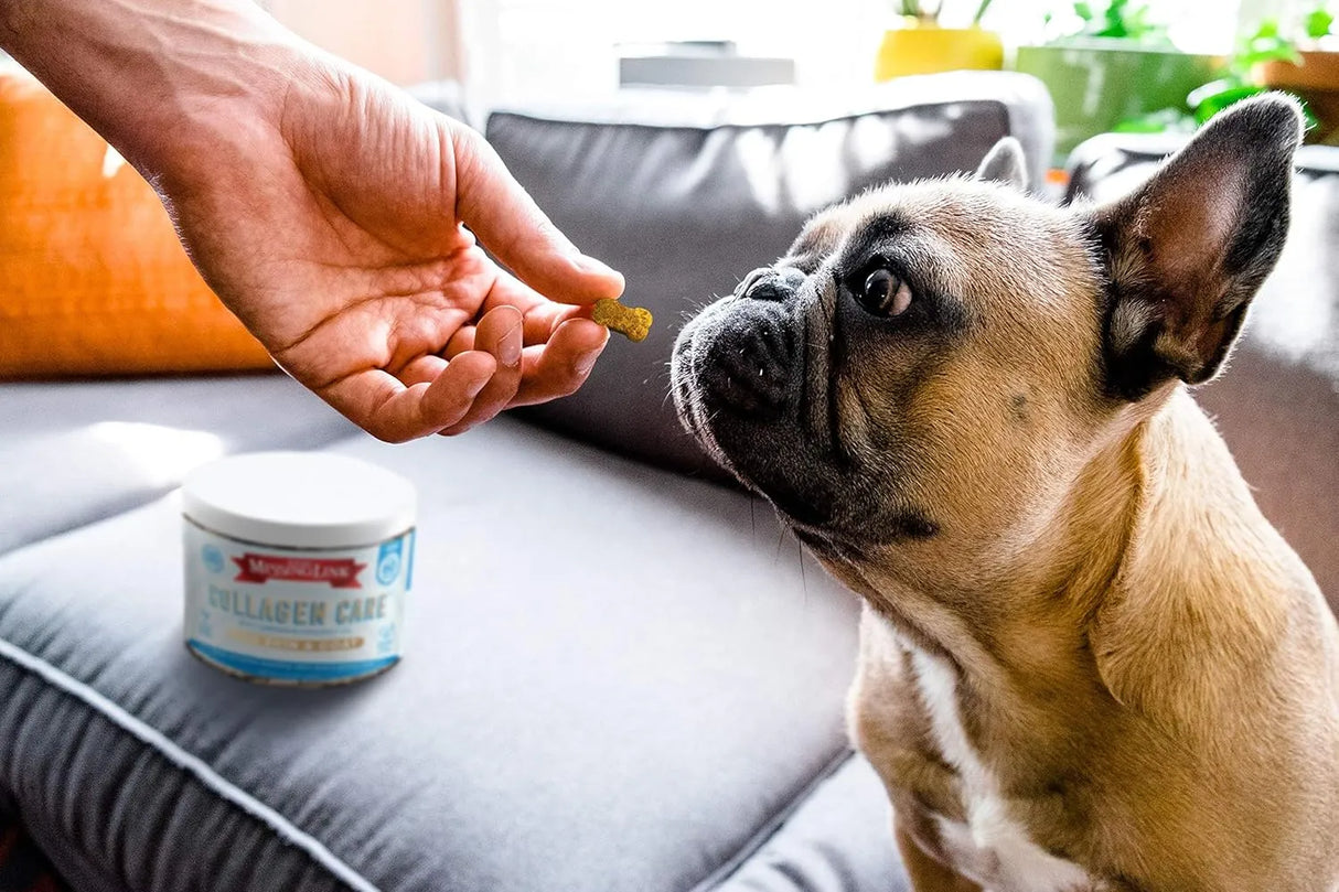 THE MISSING LINK - The Missing Link Collagen Care Skin & Coat Soft Chews 60 Masticables - The Red Vitamin MX - Aceite De Pescado Para Perros - {{ shop.shopifyCountryName }}