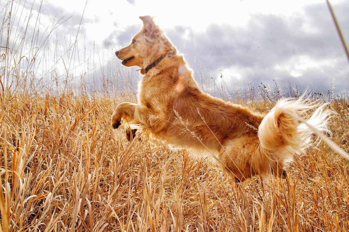 In Clover Jump Soft Chews for Daily Joint Care and Endurance Support for Dogs 425Gr.