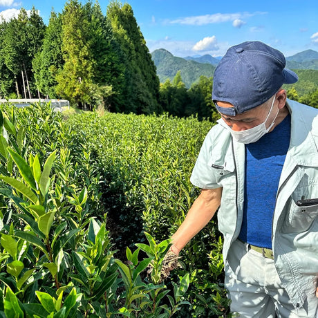 ELEMENT MATCHA - Element Matcha Ceremonial Grade 100% Organic Green Tea Matcha Powder 100Gr. - The Red Vitamin MX - Suplementos Alimenticios - {{ shop.shopifyCountryName }}