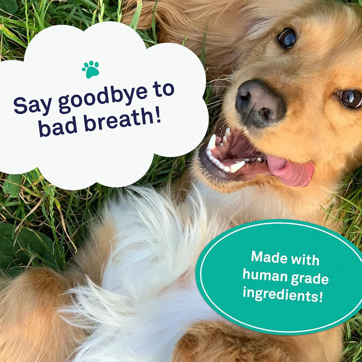 PETPOST - Petpost Dental Wipes for Dogs 100 Toallitas - The Red Vitamin MX - Cuidado Dental Para Perros - {{ shop.shopifyCountryName }}