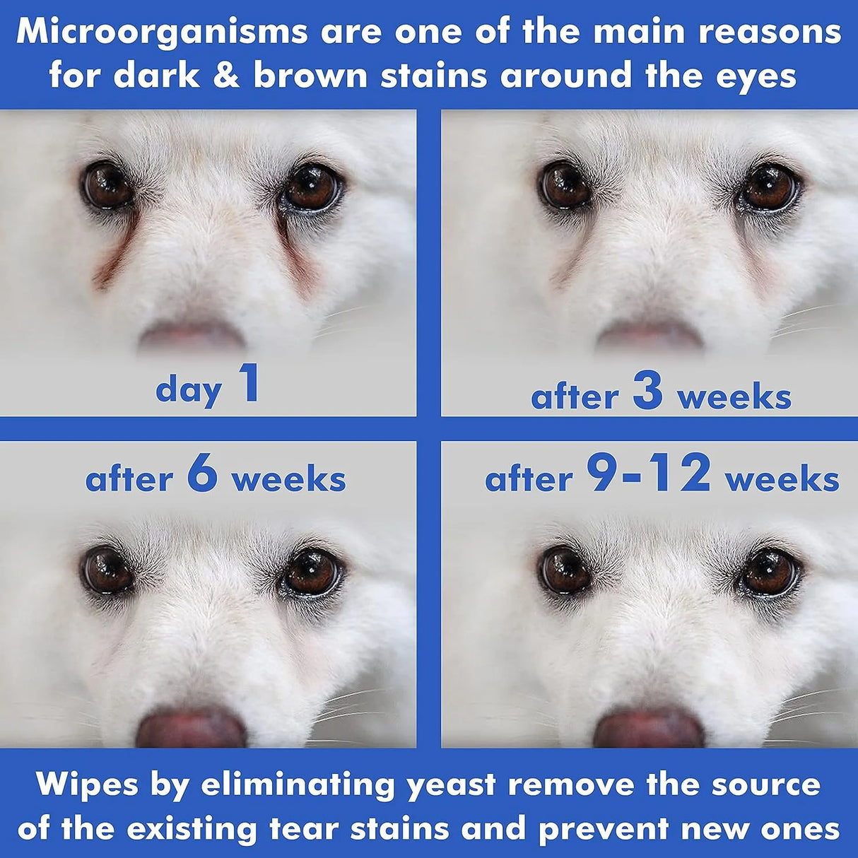 ARAVA - Arava Pet Eye Wipes for Dogs Cats Puppies & Kittens 100 Toallitas - The Red Vitamin MX - Cuidado De Los Ojos De Los Perros - {{ shop.shopifyCountryName }}