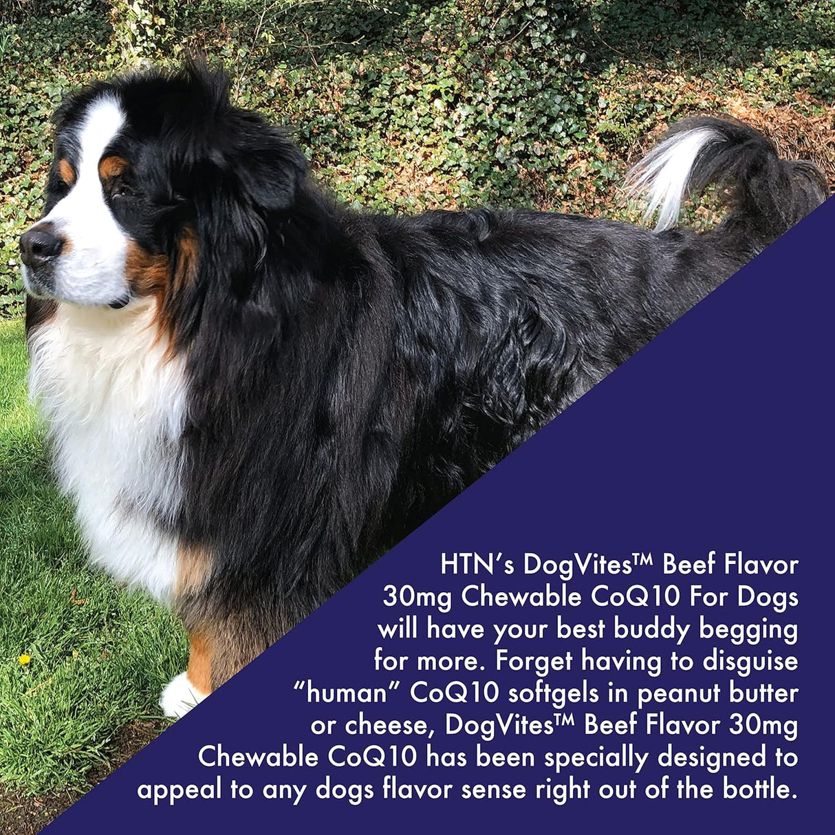 Health Thru Nutrition Dog-Vites CoQ10 for Dogs 60 Tabletas Masticables