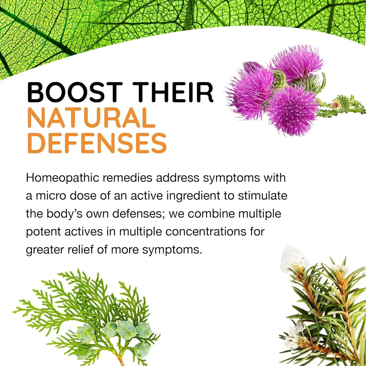 T-RELIEF - T-Relief Pet Allergy Support Drops for Dogs & Cats 1.69 Fl.Oz. - The Red Vitamin MX - Remedios Para La Picazón De Perros - {{ shop.shopifyCountryName }}