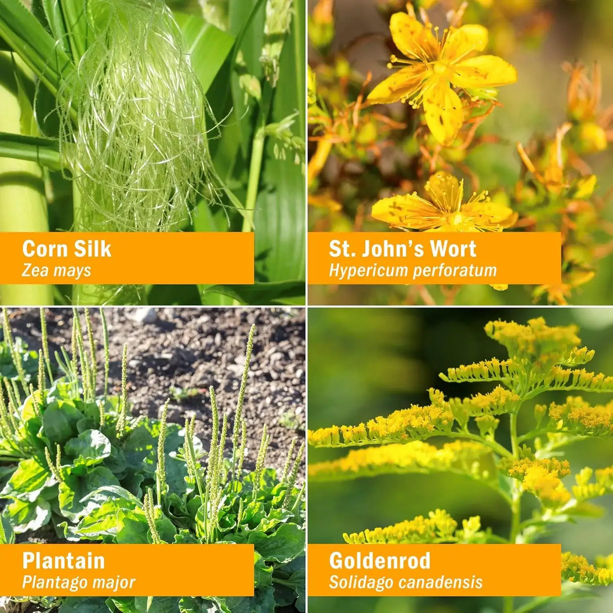 HERB PHARM - Herb Pharm Calm Bladder Liquid Formula for Urinary System Support 1 Fl.Oz. - The Red Vitamin MX - Suplementos Alimenticios - {{ shop.shopifyCountryName }}