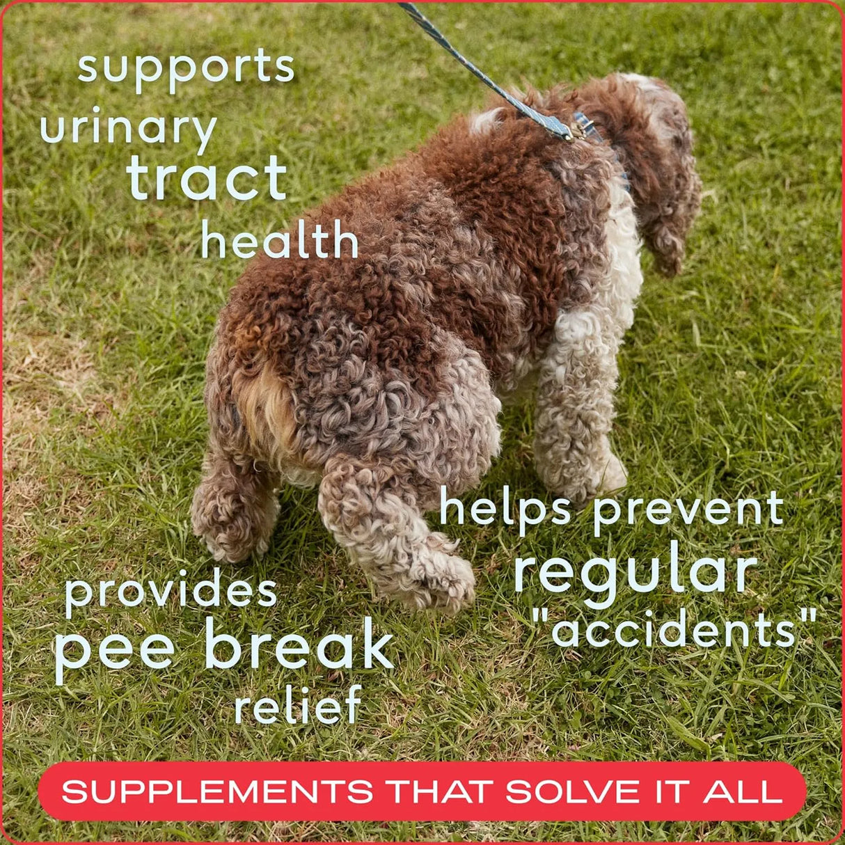 NATIVE PET - Native Pet Dog UTI Treatment 60 Masticables - The Red Vitamin MX - Salud De Tracto Urinario Para Perros - {{ shop.shopifyCountryName }}